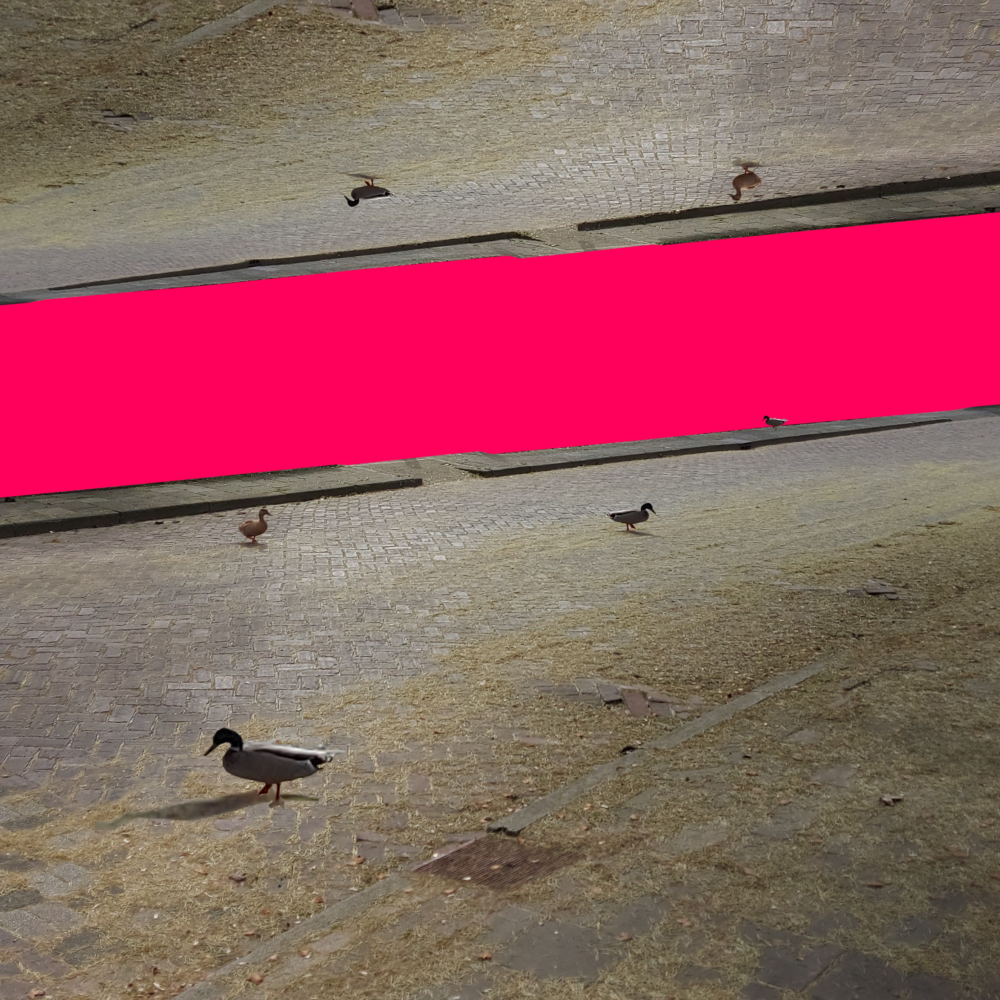 my big beautiful pink river